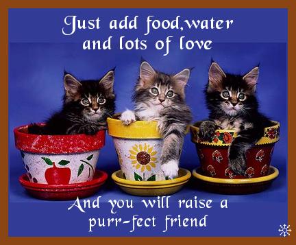 3 kittys